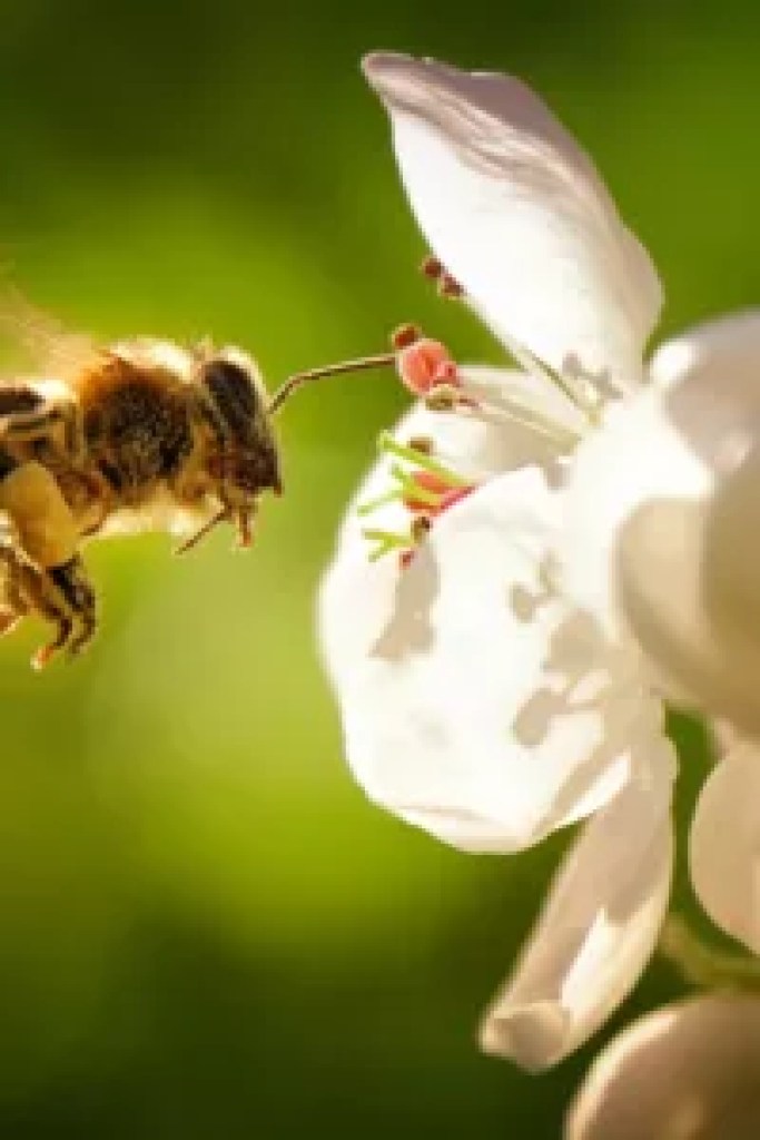 Insetti utili per l'orto